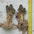 Нажмите на изображение для увеличения.

Название:	pygmea_root.jpg
Просмотров:	585
Размер:	95.9 Кб
ID:	385957