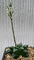 Нажмите на изображение для увеличения.

Название:	Haworthia_pygmaea_v_argenteomaculosa_Riversdale_IMG_3748.jpg
Просмотров:	248
Размер:	90.1 Кб
ID:	385965