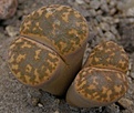 Нажмите на изображение для увеличения.

Название:	Lithops bromfeldi v.glaudinae.JPG
Просмотров:	2727
Размер:	53.8 Кб
ID:	385991