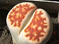 Нажмите на изображение для увеличения.

Название:	IMG_2104.JPG
Просмотров:	3067
Размер:	127.1 Кб
ID:	385993