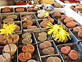 Нажмите на изображение для увеличения.

Название:	IMG_0077.JPG
Просмотров:	1125
Размер:	250.6 Кб
ID:	385997