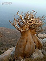 Нажмите на изображение для увеличения.

Название:	natuur_Socotra.jpg
Просмотров:	167
Размер:	183.0 Кб
ID:	386013