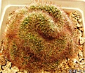 Нажмите на изображение для увеличения.

Название:	Mammillaria_zeilsmaniana.JPG
Просмотров:	262
Размер:	116.5 Кб
ID:	386054