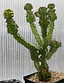 Нажмите на изображение для увеличения.

Название:	Euphorbia_pseudocactus_IMG_3742.jpg
Просмотров:	247
Размер:	154.8 Кб
ID:	386083