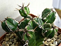 Нажмите на изображение для увеличения.

Название:	Euphorbia  handiensis Isla Gomera.JPG
Просмотров:	257
Размер:	71.7 Кб
ID:	386085