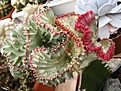 Нажмите на изображение для увеличения.

Название:	Euphorbia lactea.jpg
Просмотров:	259
Размер:	81.9 Кб
ID:	386086