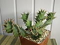 Нажмите на изображение для увеличения.

Название:	Euphorbia tortirama.jpg
Просмотров:	255
Размер:	53.8 Кб
ID:	386087
