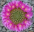 Нажмите на изображение для увеличения.

Название:	Sulcorebutia_swobodae_WF39.jpg
Просмотров:	2881
Размер:	75.7 Кб
ID:	386088