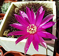 Нажмите на изображение для увеличения.

Название:	SulcorebutiaHS151_0305_2006.jpg
Просмотров:	808
Размер:	110.3 Кб
ID:	386110