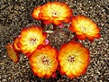 Нажмите на изображение для увеличения.

Название:	Sulcorebutia tarabucoensis v aureiflora JK 189.JPG
Просмотров:	868
Размер:	85.7 Кб
ID:	386115