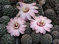 Нажмите на изображение для увеличения.

Название:	Rebutia pygmaea v canacrucensis WR 642.JPG
Просмотров:	925
Размер:	80.8 Кб
ID:	386116