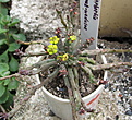 Нажмите на изображение для увеличения.

Название:	Euphorbia caput-medusae L..jpg
Просмотров:	252
Размер:	101.5 Кб
ID:	386147