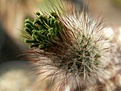 Нажмите на изображение для увеличения.

Название:	03.04.06 Echinocereus sp.02aaa.jpg
Просмотров:	221
Размер:	81.9 Кб
ID:	386156