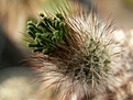 Нажмите на изображение для увеличения.

Название:	03.04.06 Echinocereus sp.02aaa.jpg
Просмотров:	178
Размер:	81.9 Кб
ID:	386156