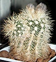 Нажмите на изображение для увеличения.

Название:	Echinocereus-baileyi-v.-alb.jpg
Просмотров:	162
Размер:	48.2 Кб
ID:	386157