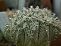 Нажмите на изображение для увеличения.

Название:	Astrophytum hybr. CoSen f.cristataaaa.jpg
Просмотров:	176
Размер:	82.4 Кб
ID:	386163