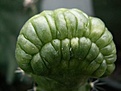 Нажмите на изображение для увеличения.

Название:	Mammillaria bocasana cv. fredaaa.jpg
Просмотров:	178
Размер:	77.6 Кб
ID:	386164