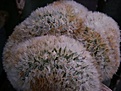 Нажмите на изображение для увеличения.

Название:	Mammillaria carmenae f. cristataaaab.jpg
Просмотров:	179
Размер:	82.9 Кб
ID:	386165