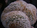 Нажмите на изображение для увеличения.

Название:	Mammillaria carmenae f. cristataaaab.jpg
Просмотров:	164
Размер:	82.9 Кб
ID:	386165