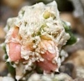 Нажмите на изображение для увеличения.

Название:	IMG_2815.JPG
Просмотров:	430
Размер:	20.7 Кб
ID:	386178