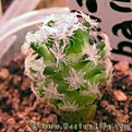 Нажмите на изображение для увеличения.

Название:	Mammillaria_aureilanata_alba_01.jpg
Просмотров:	228
Размер:	32.0 Кб
ID:	386183