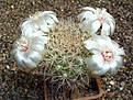 Нажмите на изображение для увеличения.

Название:	Sulcorebutia cylindrica fa albiflora HS 44a.JPG
Просмотров:	1043
Размер:	74.9 Кб
ID:	386220