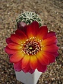 Нажмите на изображение для увеличения.

Название:	Sulcorebutia tarabucoensis VZ 189.JPG
Просмотров:	1048
Размер:	53.8 Кб
ID:	386223
