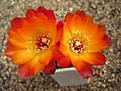 Нажмите на изображение для увеличения.

Название:	Sulcorebutia tarabucoensis v aureiflora WR 479_.JPG
Просмотров:	1044
Размер:	49.6 Кб
ID:	386224