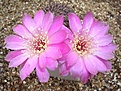Нажмите на изображение для увеличения.

Название:	Sulcorebutia pulchra VZ 119.JPG
Просмотров:	1138
Размер:	67.2 Кб
ID:	386226