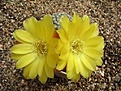 Нажмите на изображение для увеличения.

Название:	Sulcorebutia langeri HS 240.JPG
Просмотров:	1043
Размер:	64.8 Кб
ID:	386227