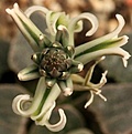 Нажмите на изображение для увеличения.

Название:	Haw pygmaea var chrystalina buds_small.jpg
Просмотров:	210
Размер:	25.4 Кб
ID:	386240