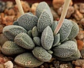 Нажмите на изображение для увеличения.

Название:	crassula tecta.jpg
Просмотров:	304
Размер:	109.3 Кб
ID:	386243