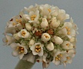 Нажмите на изображение для увеличения.

Название:	crassula tecta flower.jpg
Просмотров:	329
Размер:	24.5 Кб
ID:	386244