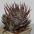 Нажмите на изображение для увеличения.

Название:	Haworthia fasciata cv Big Ben.jpg
Просмотров:	174
Размер:	93.2 Кб
ID:	386249