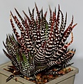 Нажмите на изображение для увеличения.

Название:	Haworthia fasciata cv Big Ben.jpg
Просмотров:	141
Размер:	93.2 Кб
ID:	386249