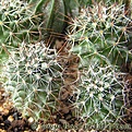 Нажмите на изображение для увеличения.

Название:	Mammillaria_eriacantha_ML233.jpg
Просмотров:	237
Размер:	63.9 Кб
ID:	386256