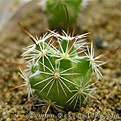 Нажмите на изображение для увеличения.

Название:	Mammillaria_insularis.jpg
Просмотров:	228
Размер:	32.4 Кб
ID:	386258