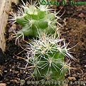 Нажмите на изображение для увеличения.

Название:	Mammillaria_insularis_02.jpg
Просмотров:	218
Размер:	43.5 Кб
ID:	386259