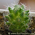 Нажмите на изображение для увеличения.

Название:	Mammillaria_jaliscana_L1050_01.jpg
Просмотров:	176
Размер:	33.3 Кб
ID:	386261