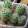 Нажмите на изображение для увеличения.

Название:	Mammillaria_jaliscana_L1050_04.jpg
Просмотров:	231
Размер:	51.3 Кб
ID:	386262