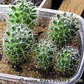 Нажмите на изображение для увеличения.

Название:	Mammillaria_jaliscana_L1050_04.jpg
Просмотров:	197
Размер:	51.3 Кб
ID:	386262