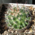 Нажмите на изображение для увеличения.

Название:	Mammillaria_jaliscana_L1050_07.jpg
Просмотров:	191
Размер:	55.0 Кб
ID:	386263