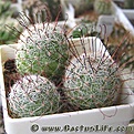 Нажмите на изображение для увеличения.

Название:	Mammillaria_grahamii_SB154.jpg
Просмотров:	206
Размер:	54.4 Кб
ID:	386276