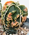 Нажмите на изображение для увеличения.

Название:	Astro fukuryi variegata small.jpg
Просмотров:	369
Размер:	32.3 Кб
ID:	386288