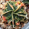 Нажмите на изображение для увеличения.

Название:	Astrophytum fukuryi_1_.jpg
Просмотров:	342
Размер:	29.2 Кб
ID:	386290