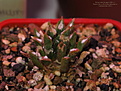Нажмите на изображение для увеличения.

Название:	Neogomesia agavoides + Roseocactus kotschoubeyanus (2).jpg
Просмотров:	291
Размер:	169.3 Кб
ID:	386293
