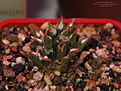 Нажмите на изображение для увеличения.

Название:	Neogomesia agavoides + Roseocactus kotschoubeyanus (2).jpg
Просмотров:	263
Размер:	169.3 Кб
ID:	386293