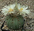 image_25767.jpg