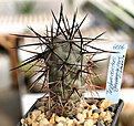 Нажмите на изображение для увеличения.

Название:	Tephrocactus_geometricus_Fiambala_IMG_4202.jpg
Просмотров:	358
Размер:	95.3 Кб
ID:	386322