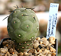 Нажмите на изображение для увеличения.

Название:	Tephrocactus_geometricus_Fiambala_IMG_4203.jpg
Просмотров:	354
Размер:	78.9 Кб
ID:	386323